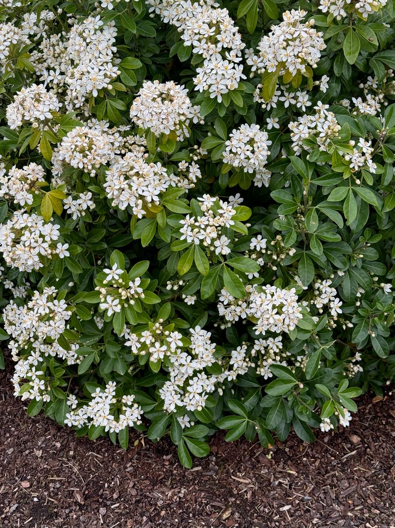 Mexican Orange bloom