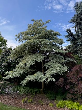 Cornus controversa 'Variegata' – full tree aspect