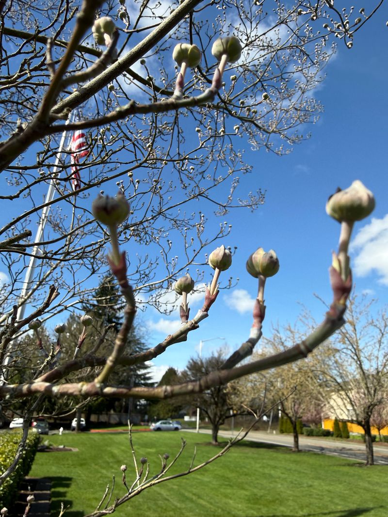 Flowering Dogwood bud swell