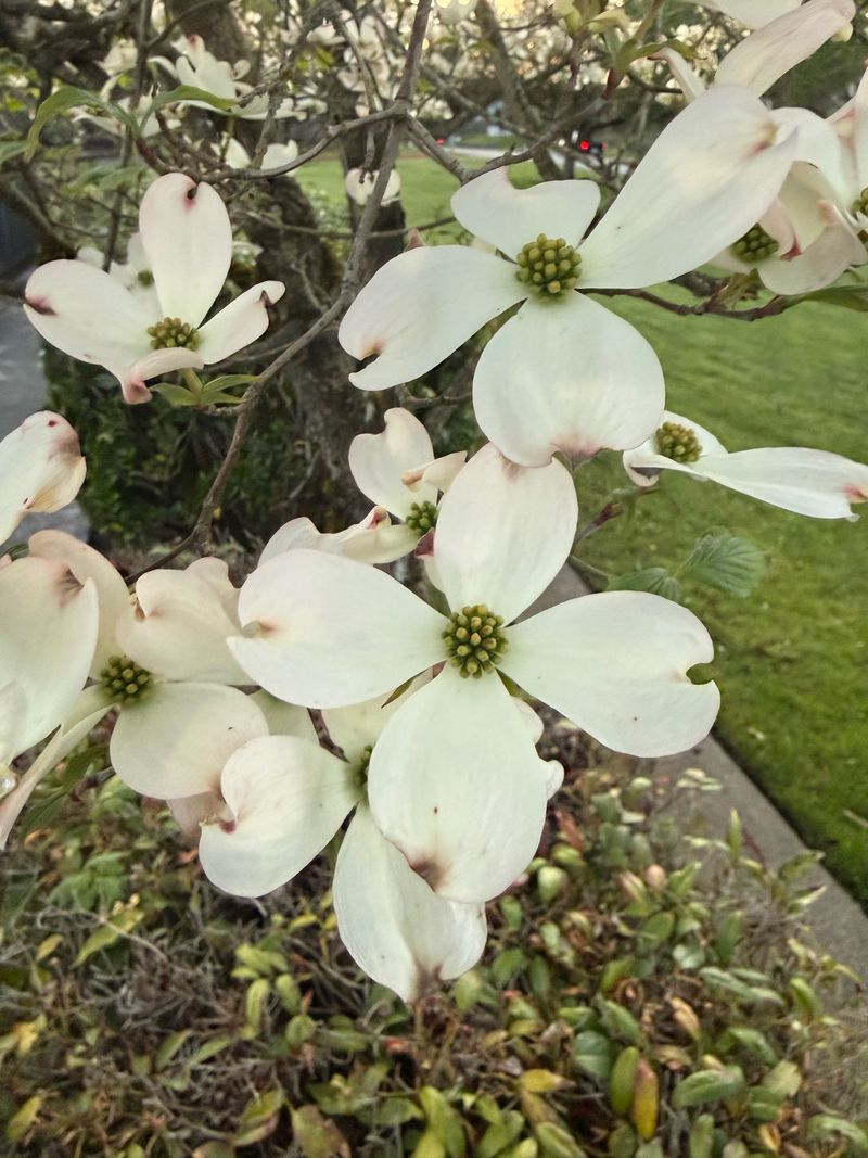 Flowering Dogwood full bloom