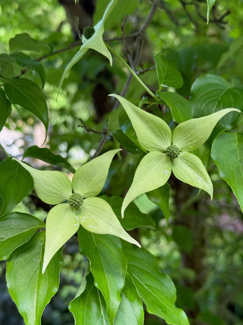 Kousa Dogwood flowering