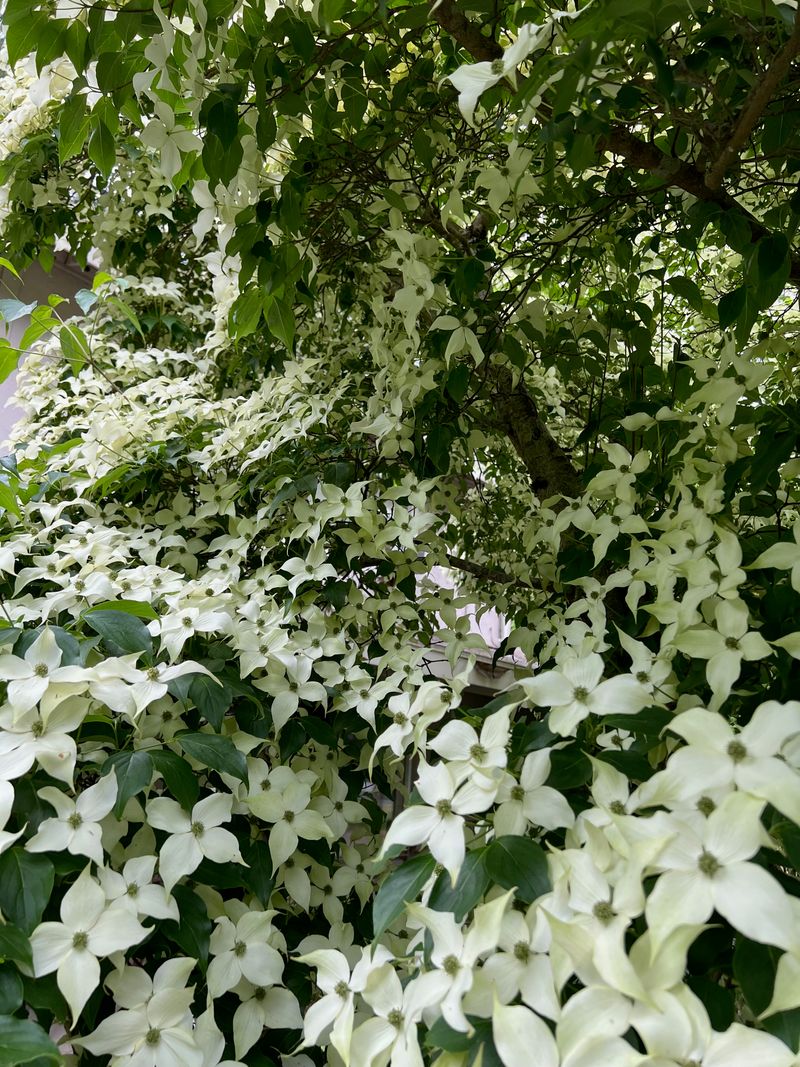 Kousa Dogwood full bloom