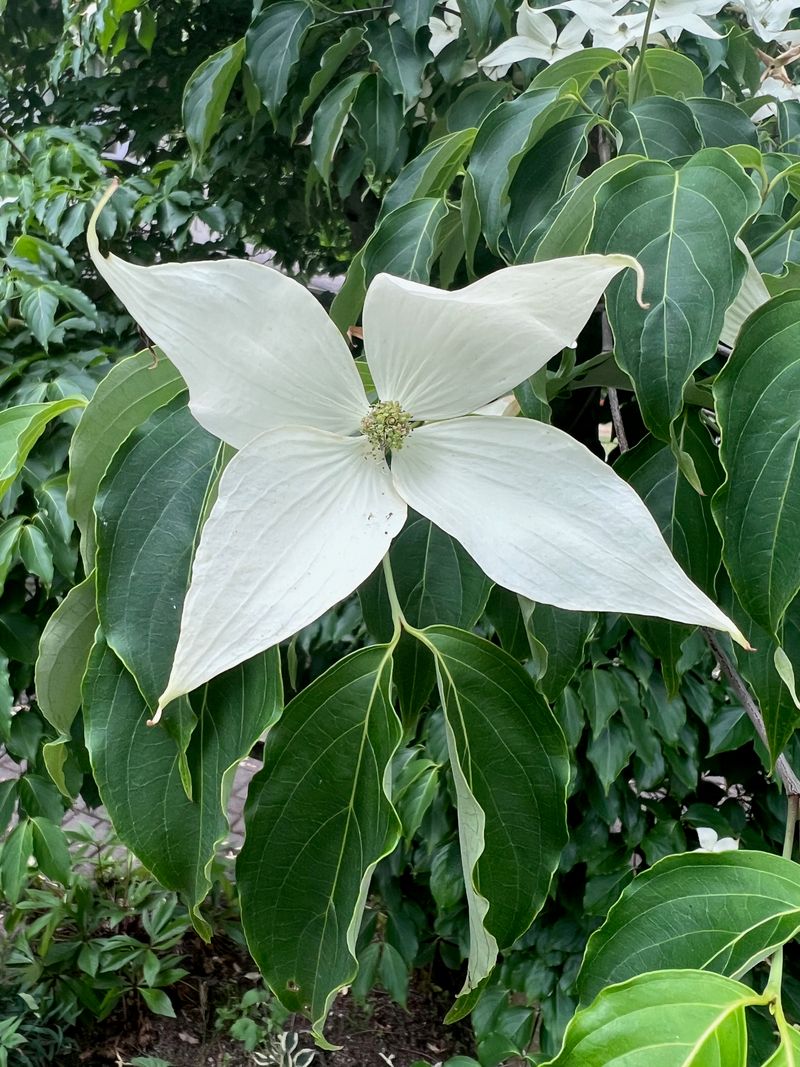 Kousa Dogwood full bloom