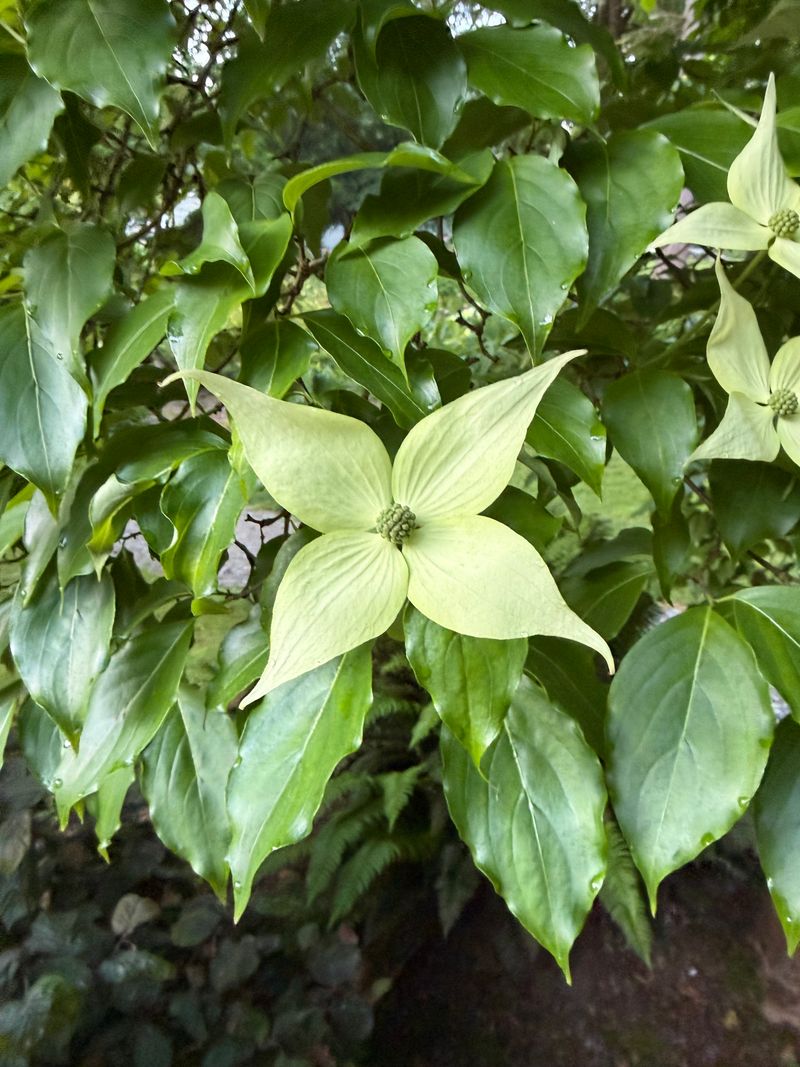 Kousa Dogwood full bloom
