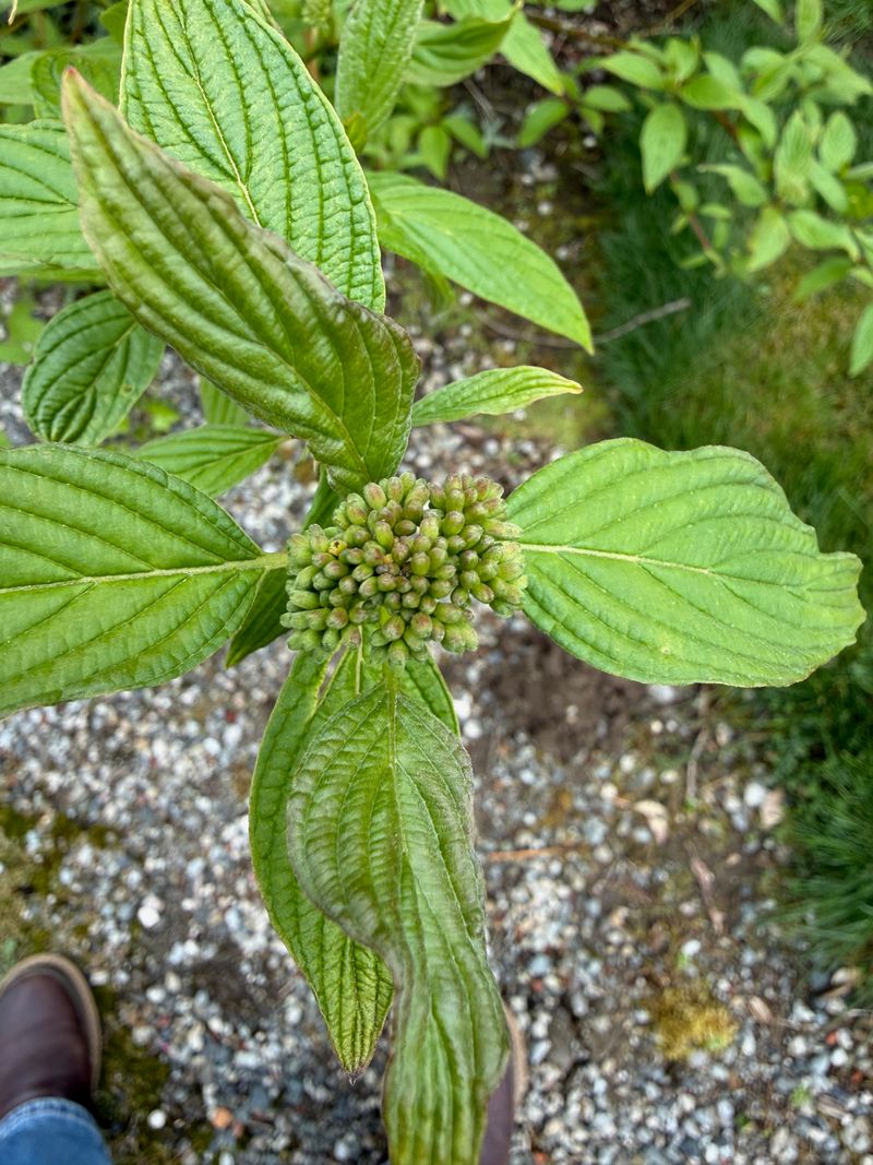 Red Osier Dogwood flower buds
