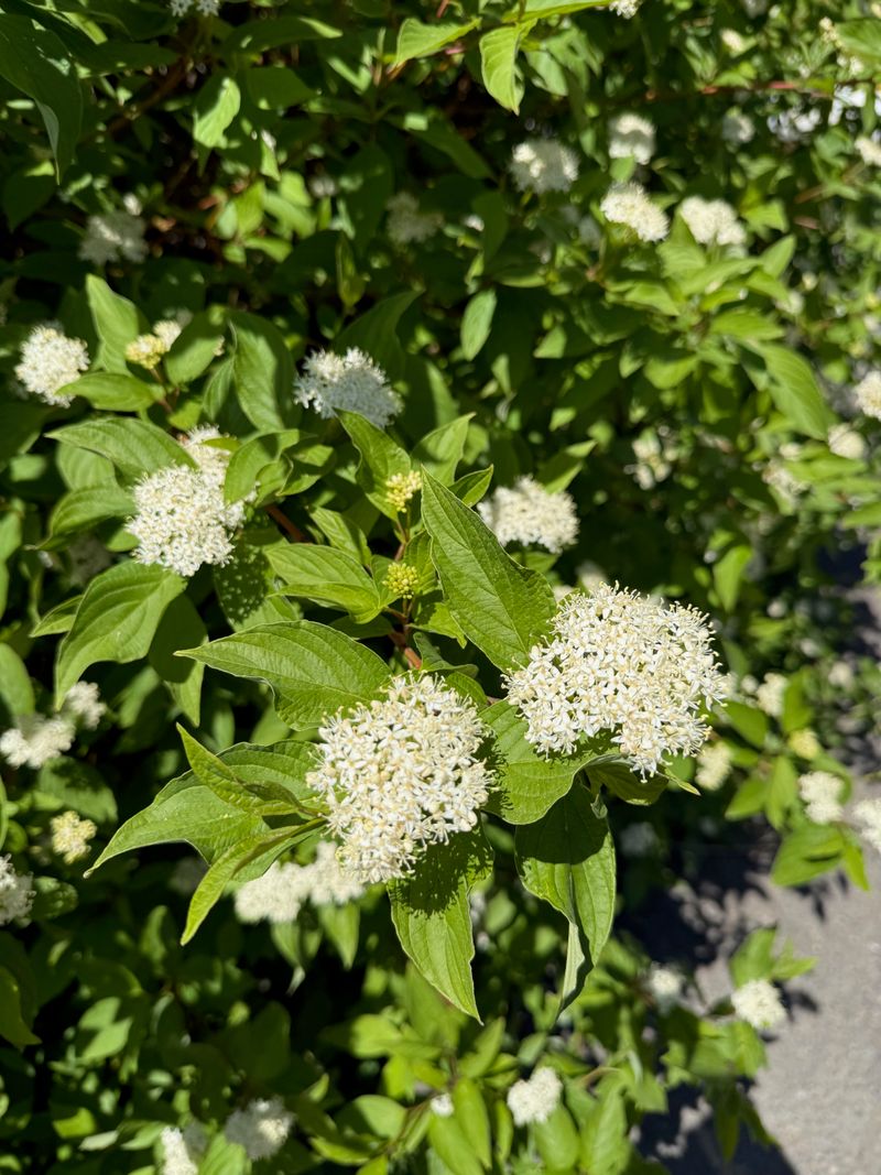 Red-Osier Dogwood full flower