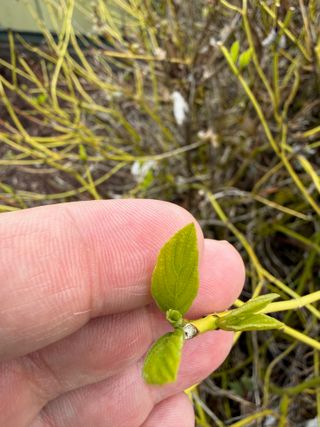 Cornus sericea 'Flaviramea' – new leaves