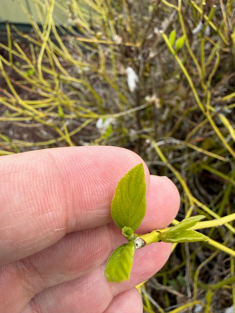 Red Osier Dogwood 'Flaviramea' new leaves