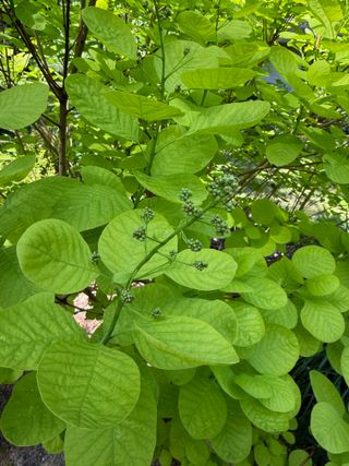 Cotinus coggygria 'Ancot' – flower bud developing