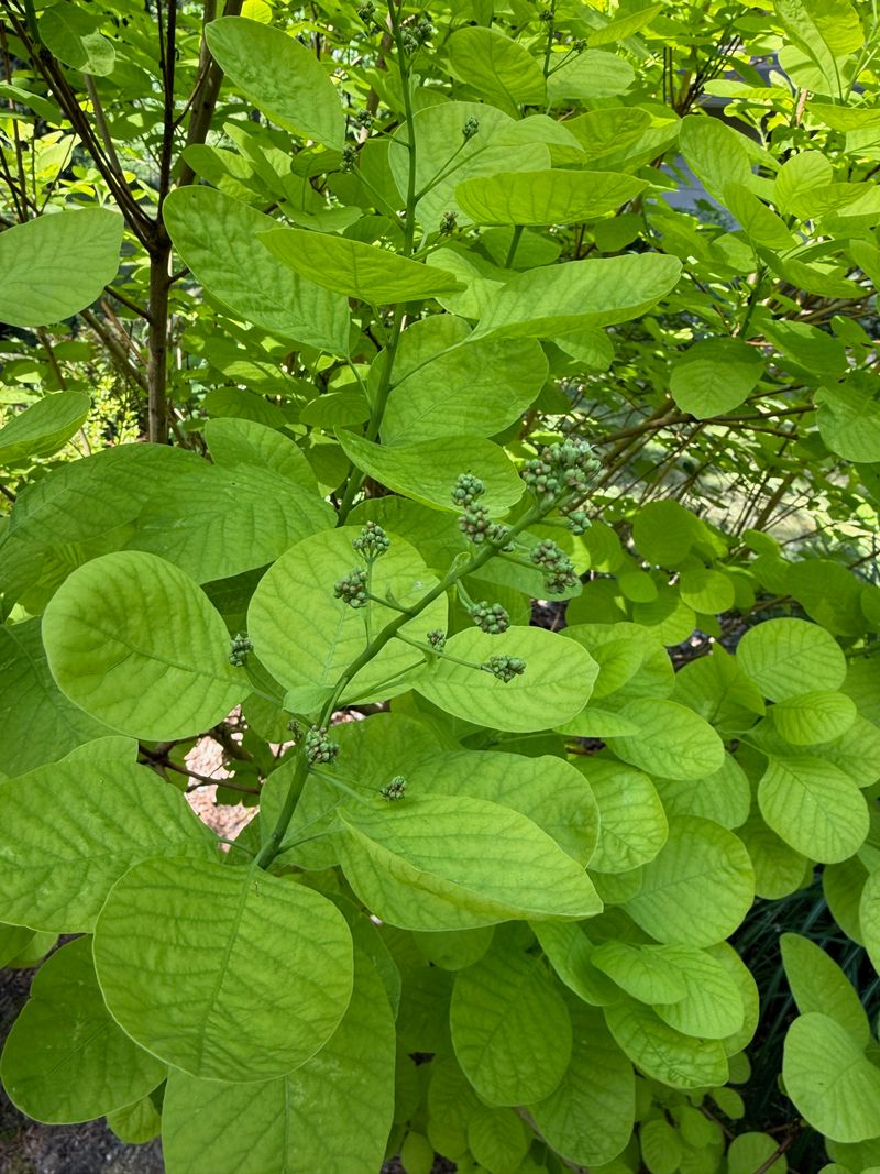 Smoke Tree 'Ancot' flower bud developing