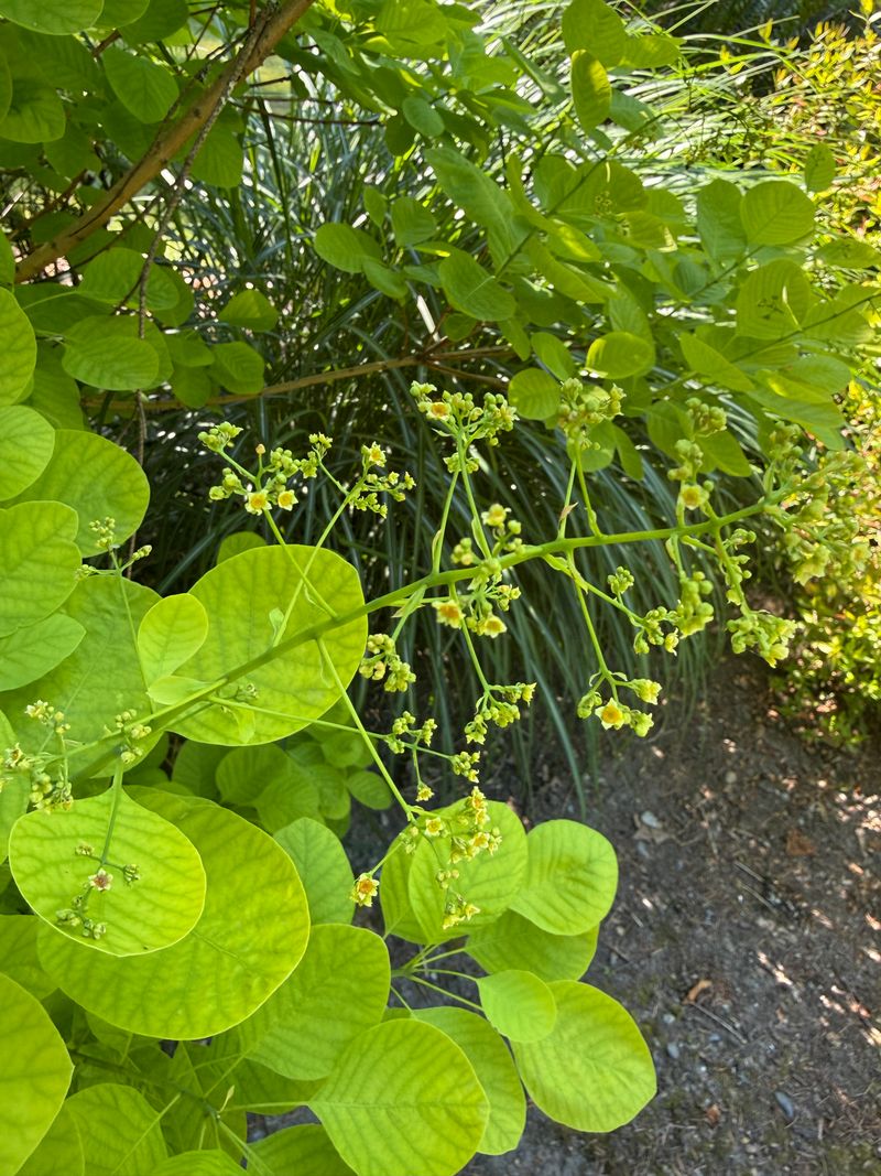 Common Smoketree full bloom