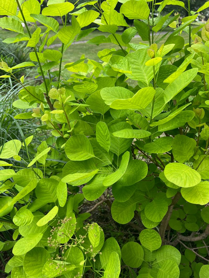 Smoke Tree 'Ancot' full leaf