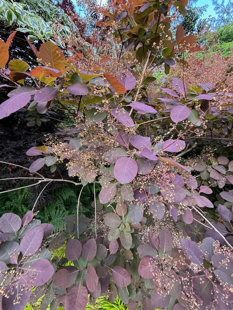 Smoke Tree inflorescence emergence