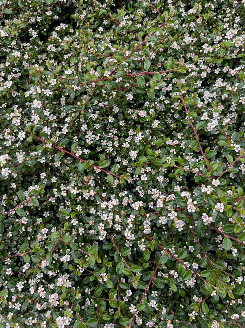 Bearberry Cotoneaster full bloom
