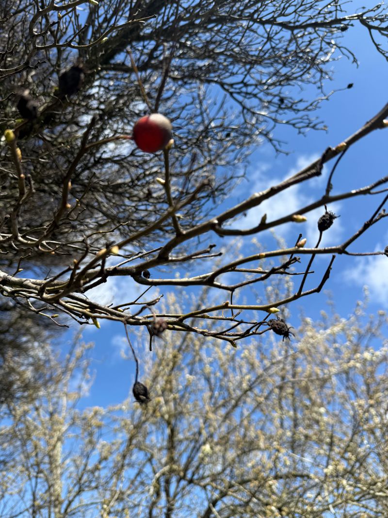 Thornless Cockspur Hawthorn bud swell