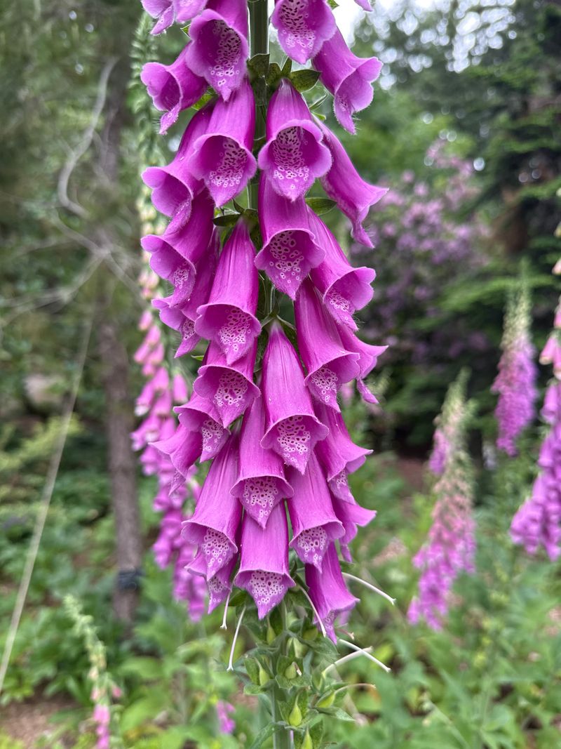 Common Foxglove full bloom