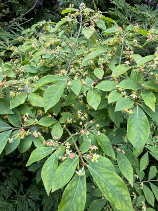 Euonymus alatus 'Compactus' – late bloom to petal fall