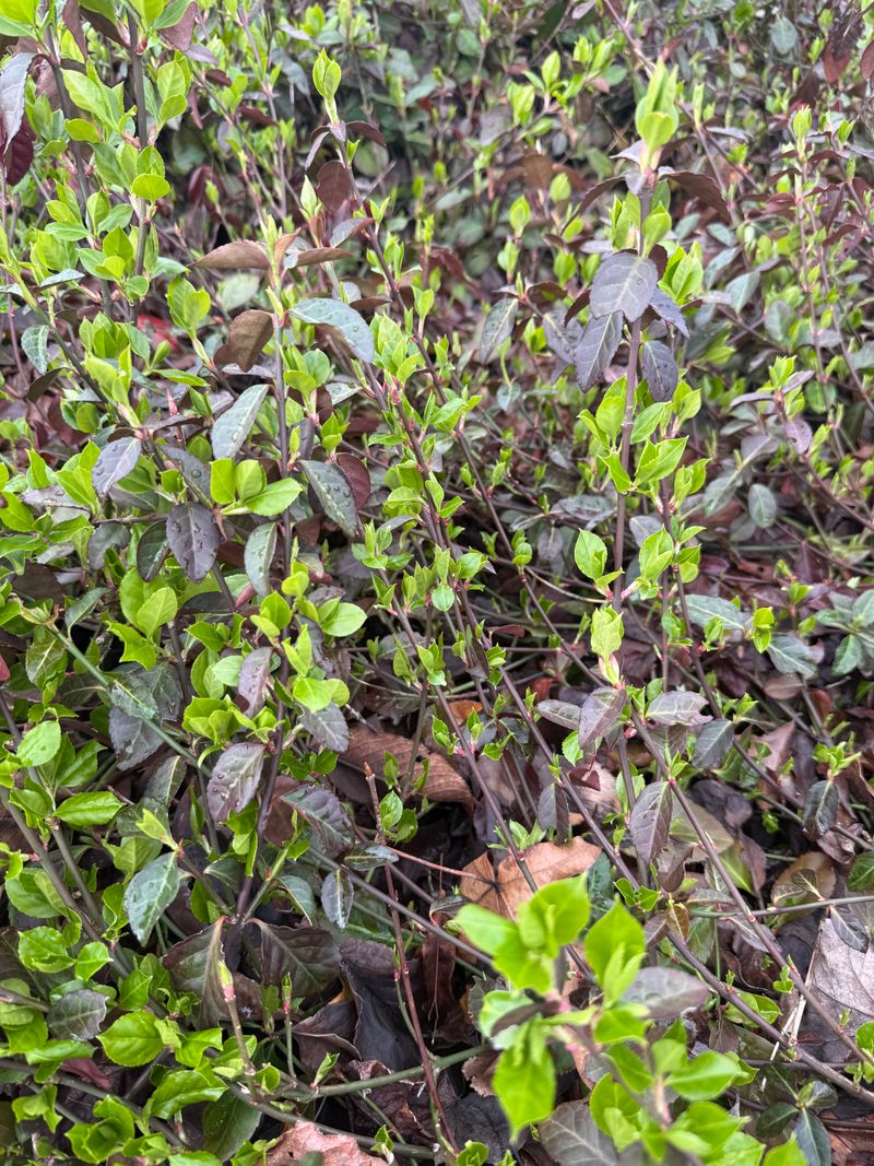 Wintercreeper 'Coloratus' new leaf