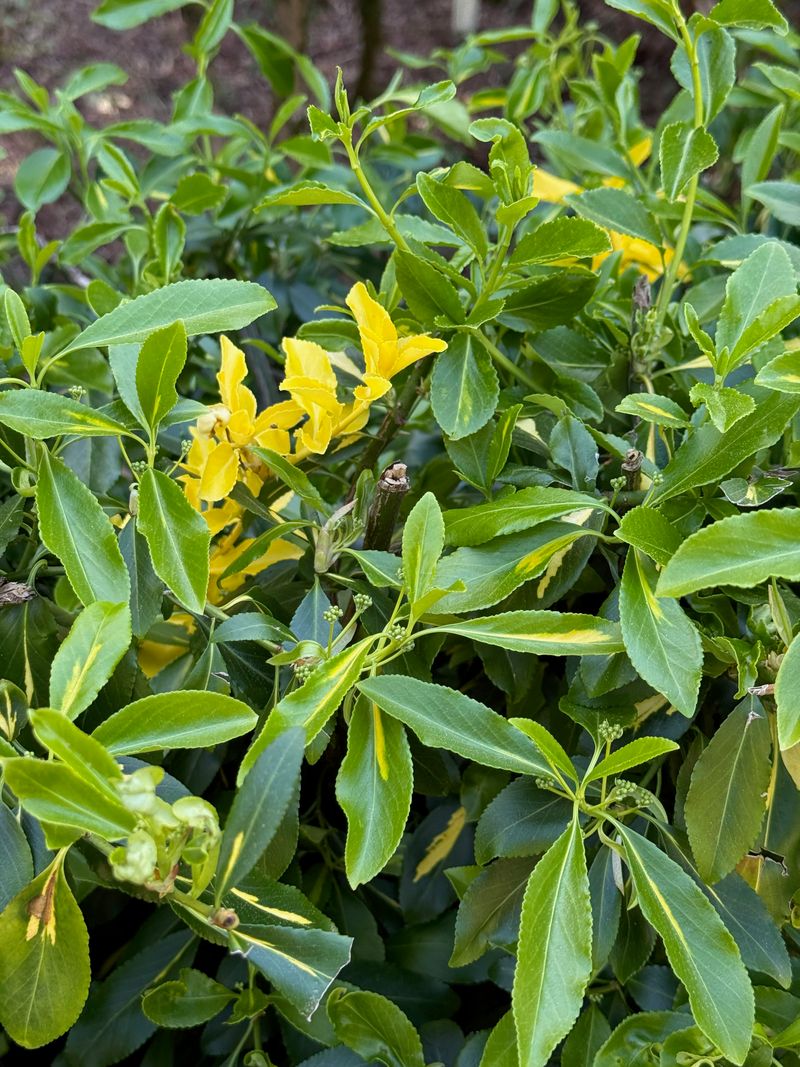 Wintercreeper new leaves + flower buds