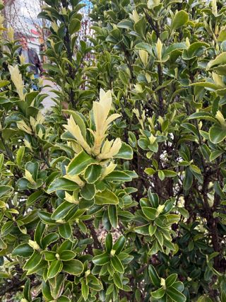 Euonymus japonicus 'Paloma Blanca' – new leaf