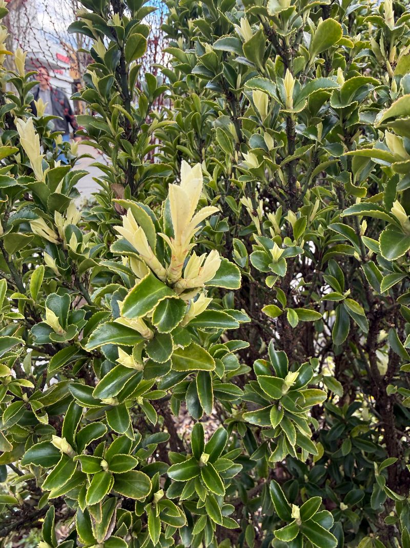 Japanese Spindle 'Paloma Blanca' new leaf