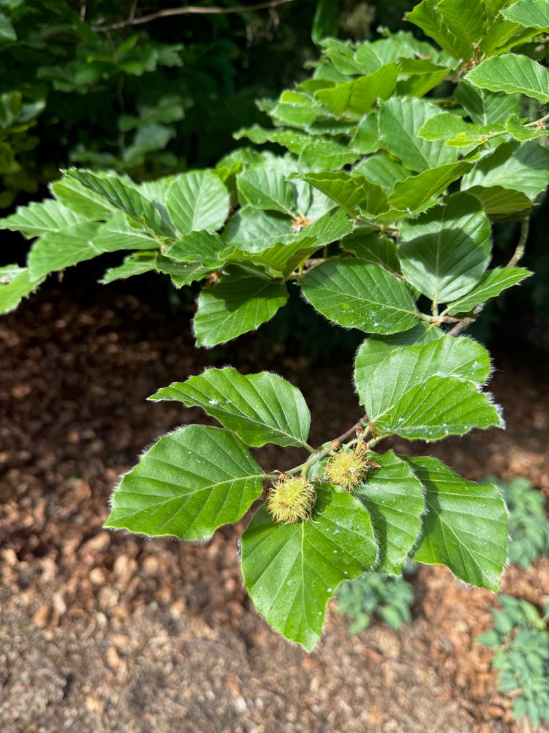 European Beech fruit set
