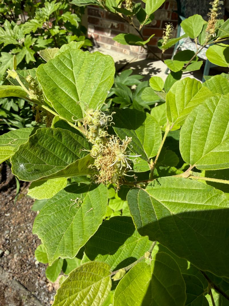 Dwarf Fothergilla spent flower
