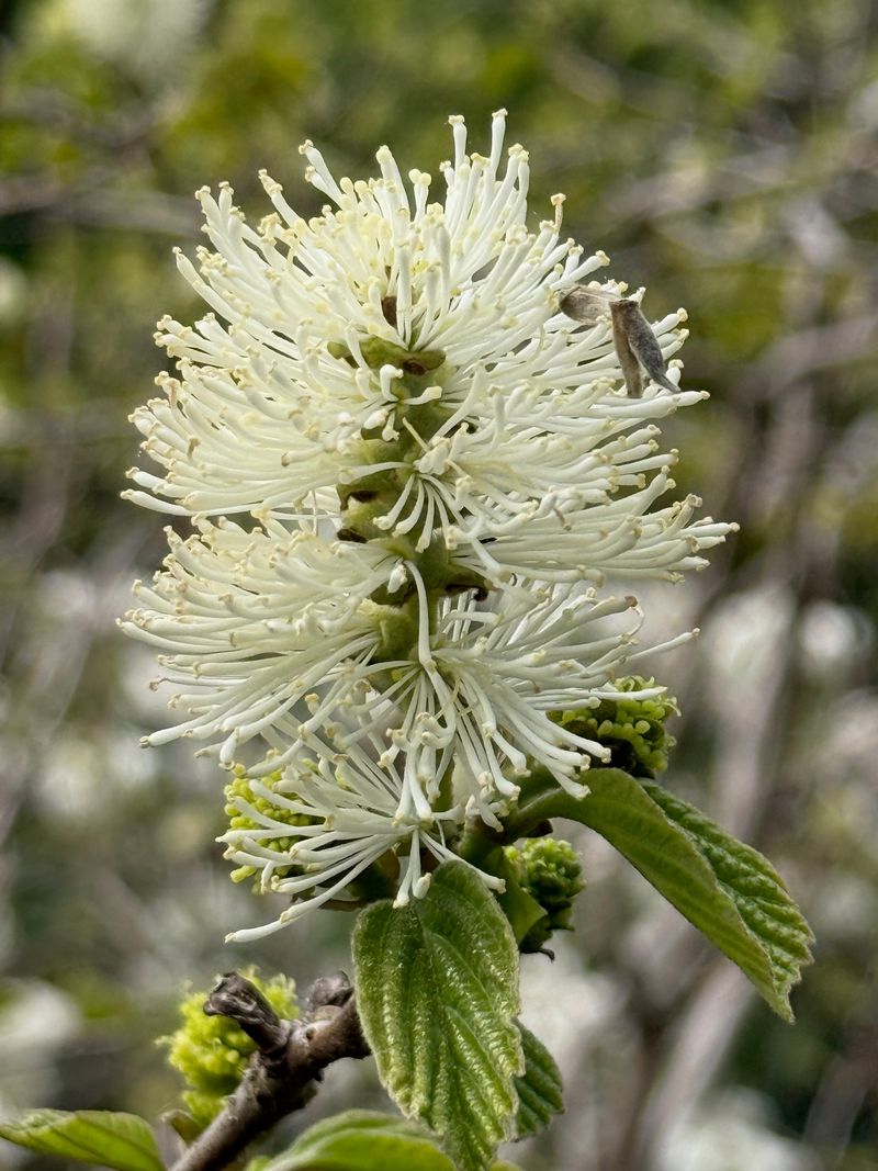 Large Fothergilla bloom