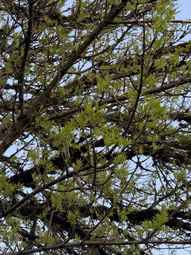 White Ash new leaves