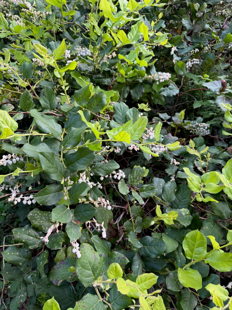 Salal full flowering
