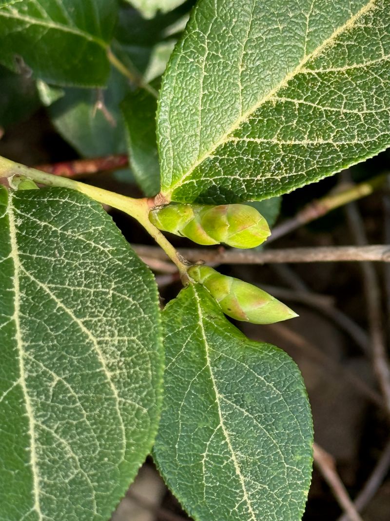 Salal new growth