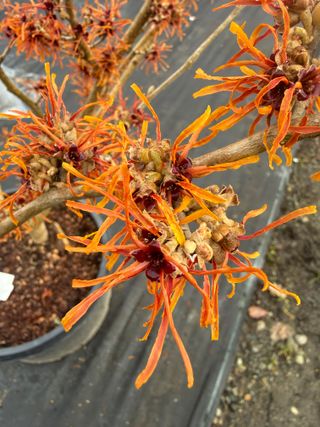 Hamamelis ×intermedia 'Diane' – first bloom