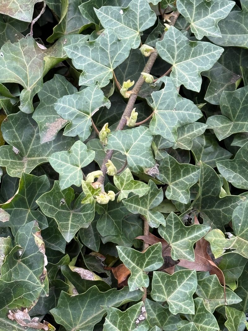English Ivy new growth