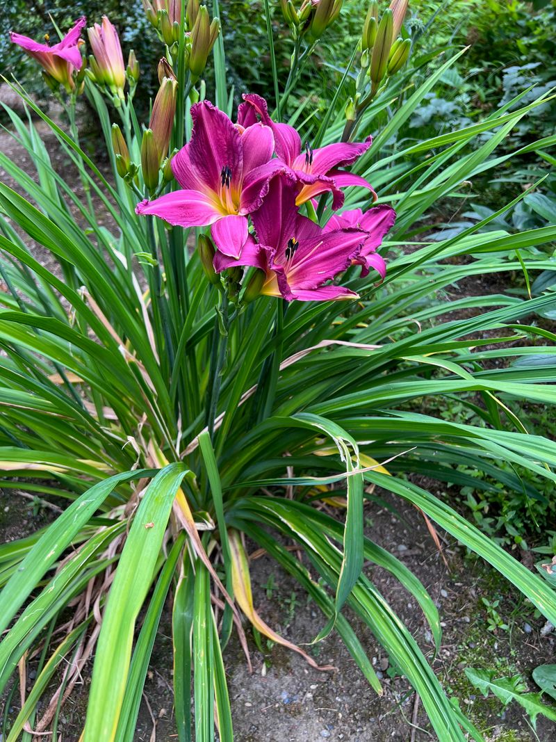 Daylily 'Purple D' full bloom
