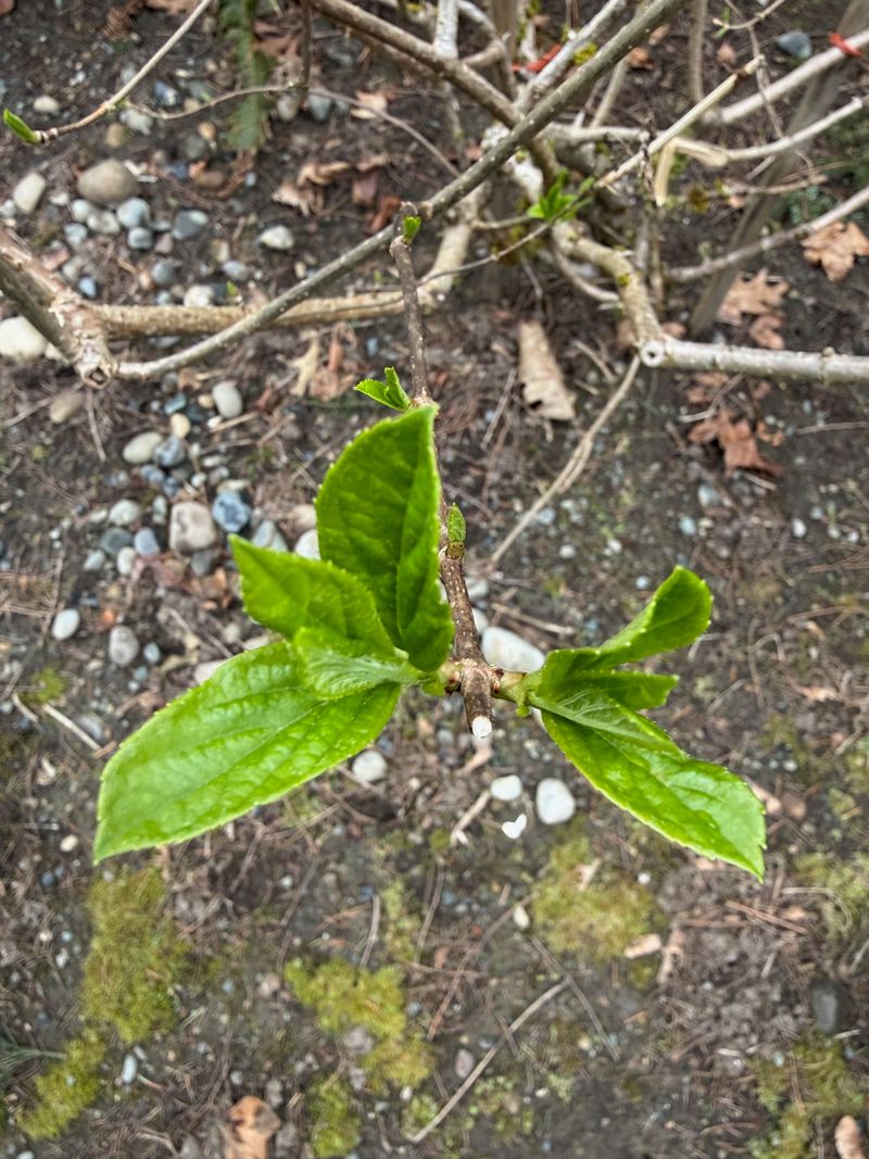 Bigleaf Hydrangea new leaves