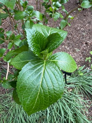 Hydrangea macrophylla 'Nikko Blue' – new leaves