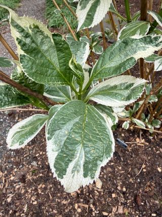 Hydrangea macrophylla 'Variegata' – new leaves