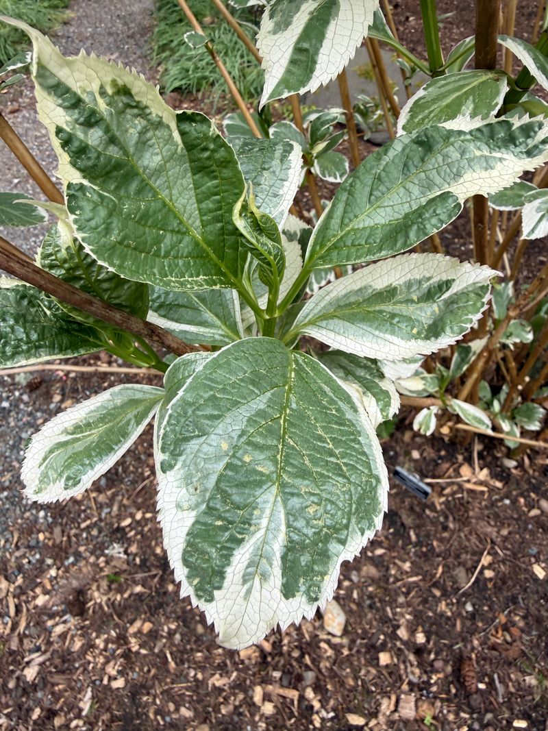 Bigleaf Hydrangea 'Variegata' new leaves