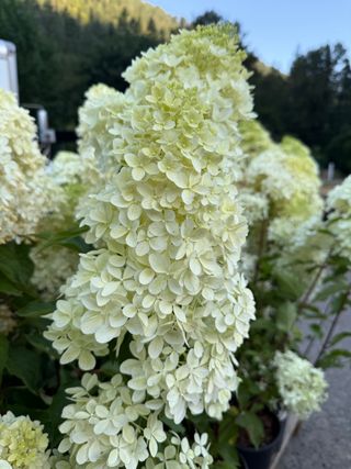Hydrangea quercifolia 'Ruby Slippers' – early bloom