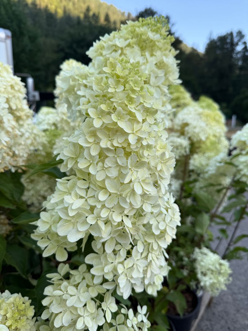 Oakleaf Hydrangea 'Ruby Slippers' early bloom
