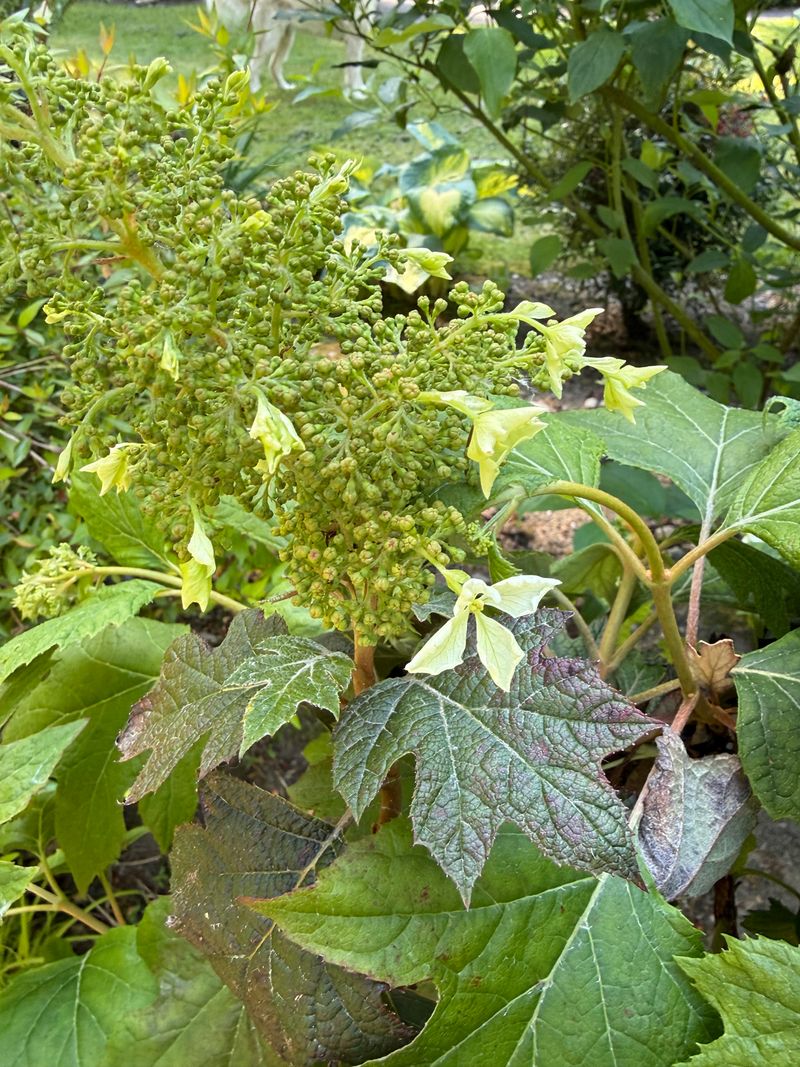 Oakleaf Hydrangea first bloom