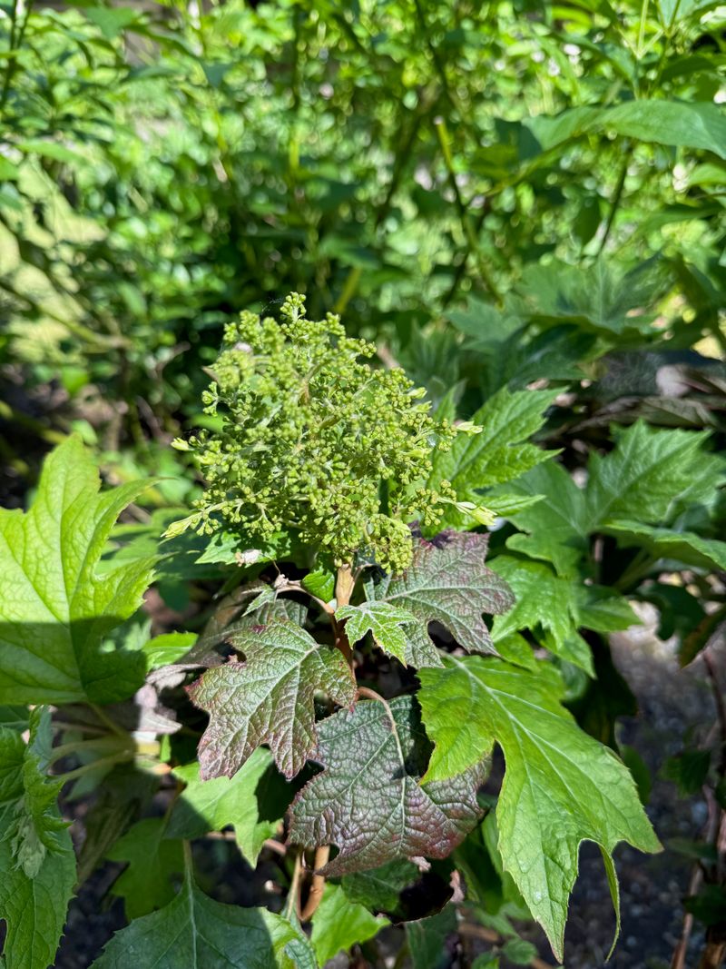 Oakleaf Hydrangea flower bud development