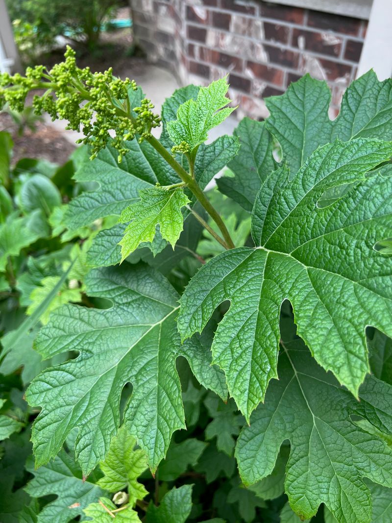 Oakleaf Hydrangea flower bud formation