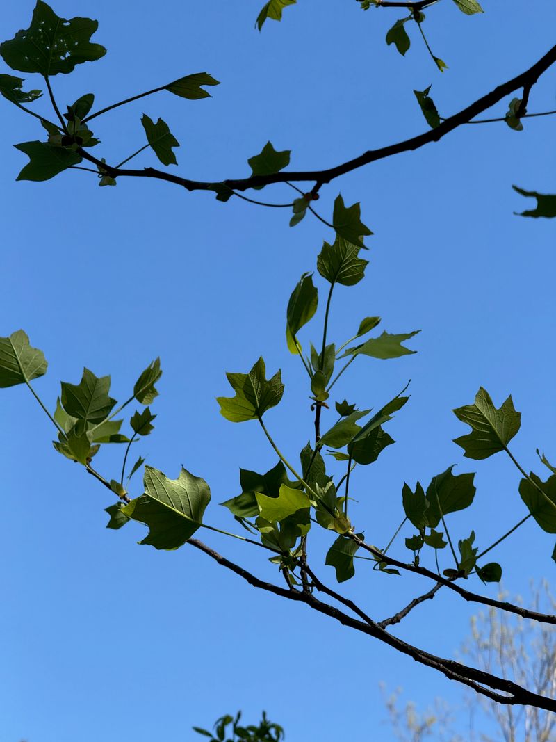 Tulip Tree new leaves