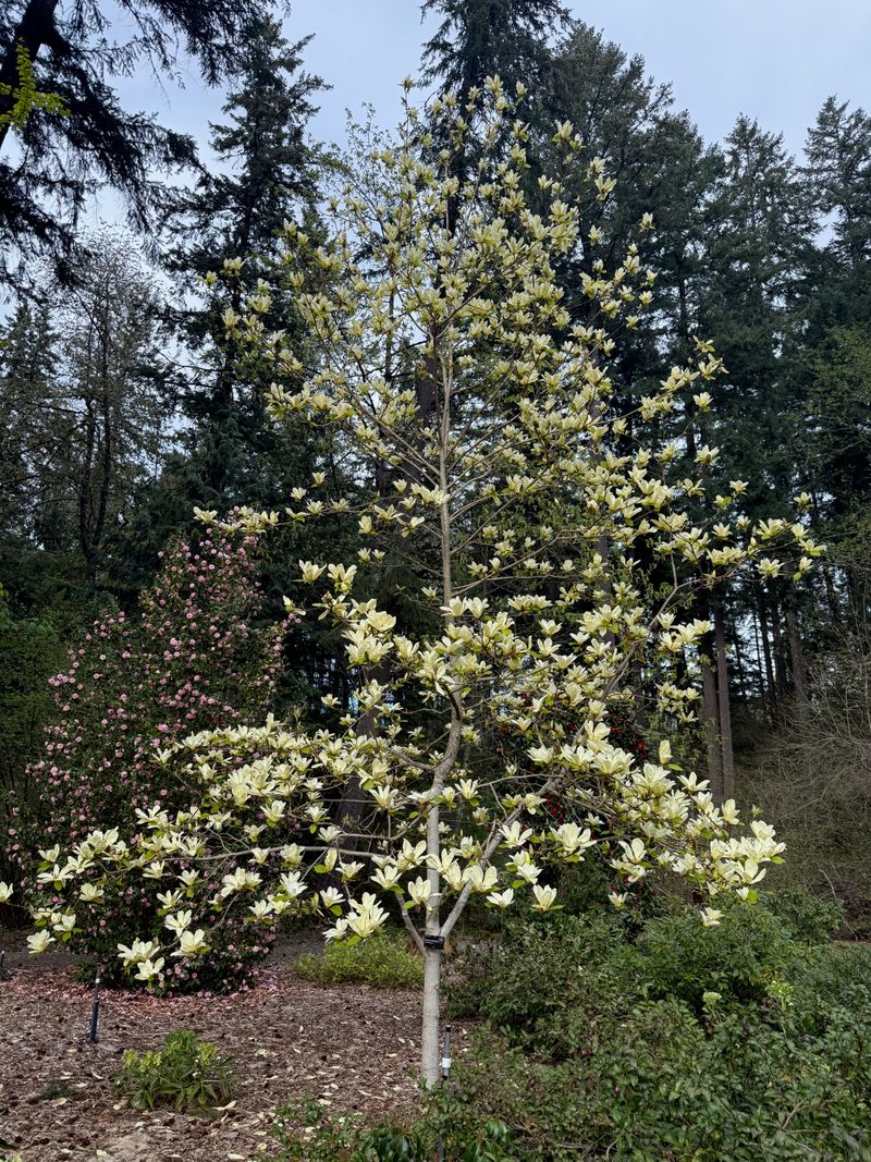 Magnolia 'Elizabeth' bloom