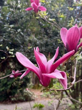 Magnolia liliiflora 'Nigra' – bloom