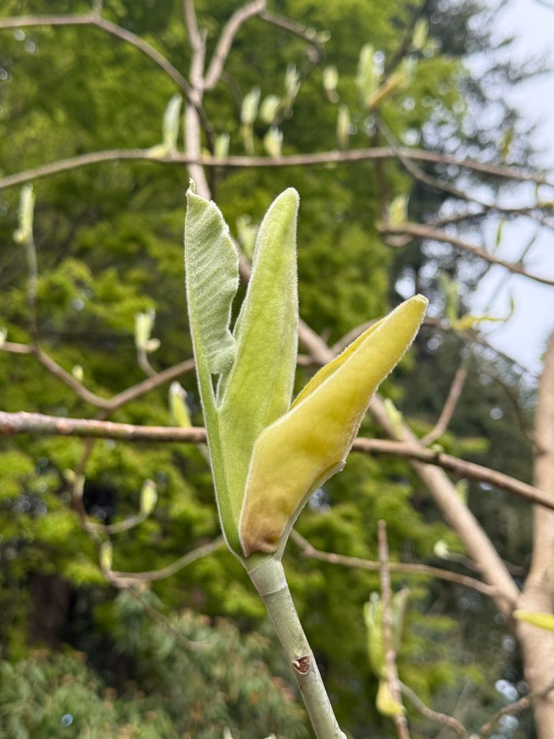 Bigleaf Magnolia new leaf
