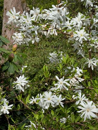 Magnolia stellata 'Royal Star' – full bloom
