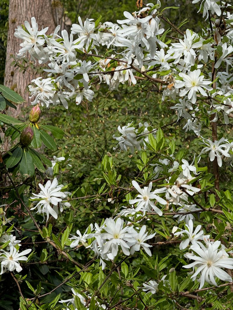 Star Magnolia 'Royal Star' full bloom