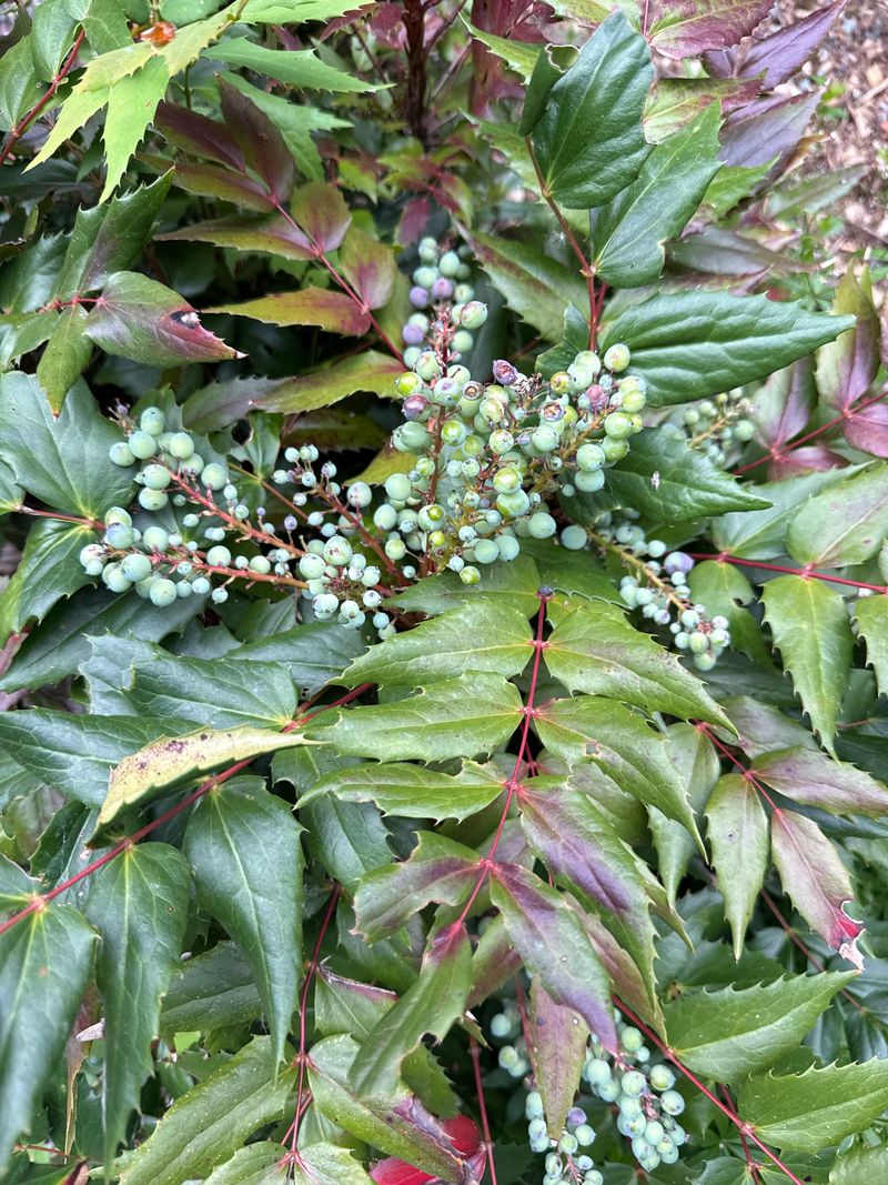 Cascade Oregon Grape fruit set